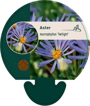Aster macrophyllus 'Twilight' geen maat specificatie 0,55L/P9cm