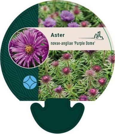 Aster n.-a. 'Purple Dome' geen maat specificatie 0,55L/P9cm - afbeelding 6