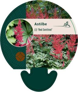 Astilbe (J) 'Red Sentinel' geen maat specificatie 0,55L/P9cm