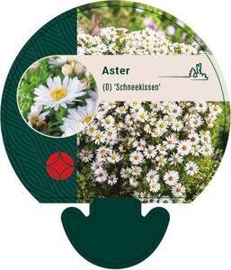 Aster (D) 'Schneekissen' geen maat specificatie 0,55L/P9cm