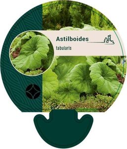 Astilboides tabularis geen maat specificatie 0,55L/P9cm - afbeelding 1