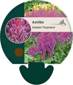 Astilbe c. 'Purpurlanze' geen maat specificatie 0,55L/P9cm - afbeelding 1