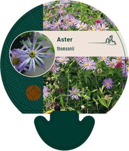 Aster thomsonii geen maat specificatie 0,55L/P9cm