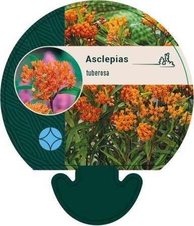 Asclepias tuberosa geen maat specificatie 0,55L/P9cm - afbeelding 2
