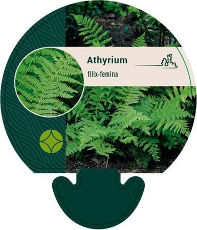 Athyrium filix-femina geen maat specificatie 0,55L/P9cm - afbeelding 4