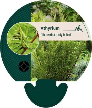 Athyrium f.-f. 'Lady in Red' geen maat specificatie 0,55L/P9cm - image 2