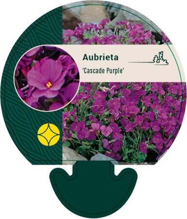Aubrieta 'Cascade Purple' geen maat specificatie 0,55L/P9cm