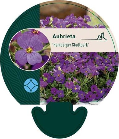 Aubrieta 'Hamburger Stadtpark' geen maat specificatie 0,55L/P9cm