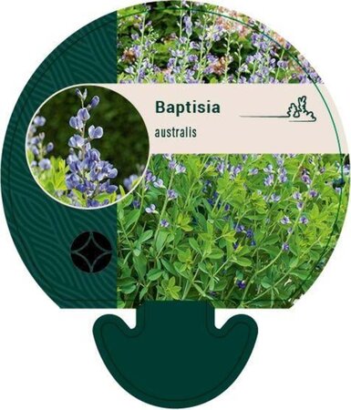 Baptisia australis geen maat specificatie 0,55L/P9cm - afbeelding 3