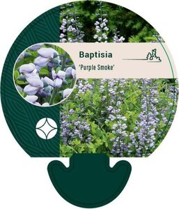 Baptisia 'Purple Smoke' geen maat specificatie 0,55L/P9cm - afbeelding 5