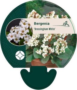 Bergenia 'Bressingham White' geen maat specificatie 0,55L/P9cm - afbeelding 1