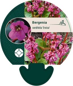 Bergenia cordifolia 'Eroica' geen maat specificatie 0,55L/P9cm