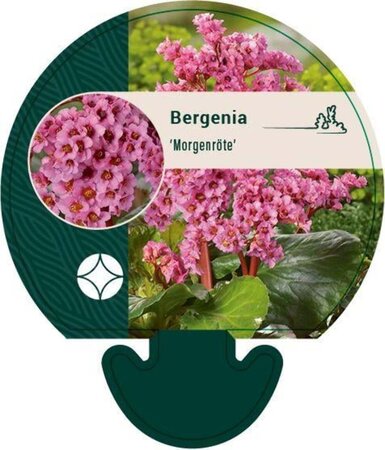 Bergenia 'Morgenröte' geen maat specificatie 0,55L/P9cm