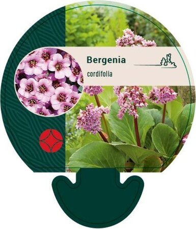 Bergenia cordifolia geen maat specificatie 0,55L/P9cm - afbeelding 7