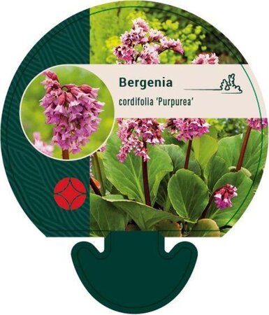 Bergenia cordifolia 'Purpurea' geen maat specificatie 0,55L/P9cm - afbeelding 1