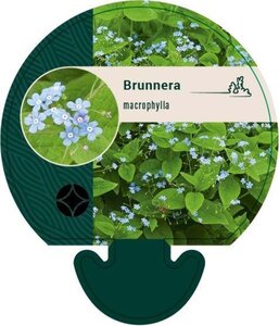 Brunnera macrophylla geen maat specificatie 0,55L/P9cm - afbeelding 4