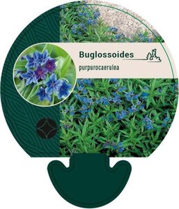 Buglossoides purpurocaerulea geen maat specificatie 0,55L/P9cm - afbeelding 2