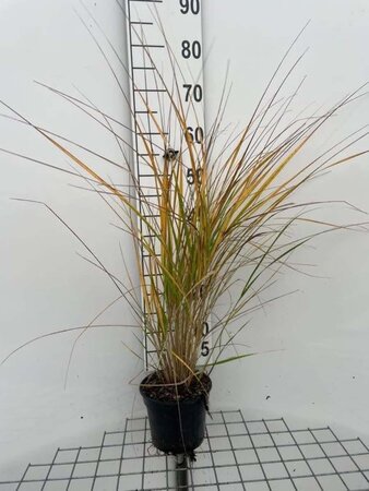 Calamagrostis acut. 'Karl Foerster' geen maat specificatie cont. 2,0L - afbeelding 6