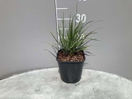 Calamagrostis acut. 'Overdam' geen maat specificatie cont. 2,0L - afbeelding 7