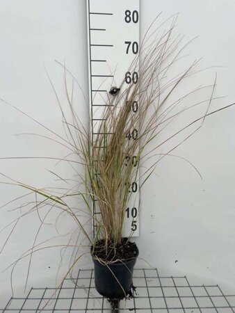 Calamagrostis acut. 'Overdam' geen maat specificatie cont. 2,0L - afbeelding 3
