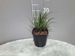 Calamagrostis acut. 'Overdam' geen maat specificatie cont. 2,0L - image 7
