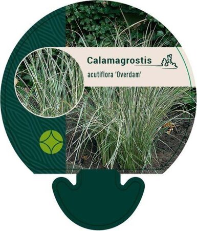 Calamagrostis acut. 'Overdam' geen maat specificatie 0,55L/P9cm - afbeelding 6