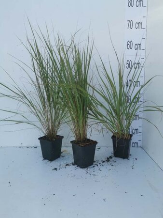 Calamagrostis acut. 'Overdam' geen maat specificatie 0,55L/P9cm - image 5