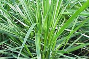 Calamagrostis arundinacea = Anemanthele lessioniana= Stipa arund. geen maat specificatie 0,55L/P9cm - image 1