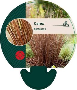 Carex buchananii geen maat specificatie 0,55L/P9cm - afbeelding 3