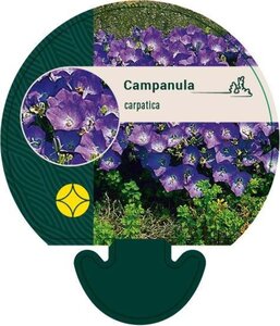 Campanula carpatica geen maat specificatie 0,55L/P9cm - afbeelding 2