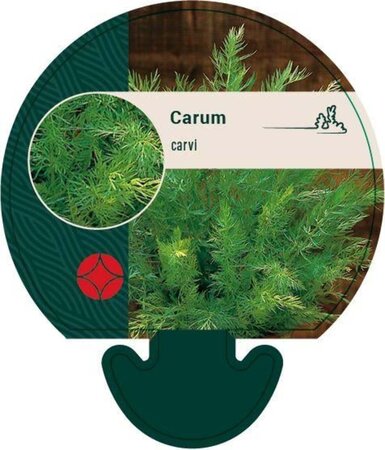 Carum carvi geen maat specificatie 0,55L/P9cm - afbeelding 4
