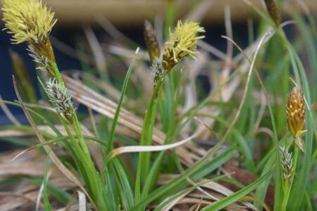 Carex caryophyllea 'the Beatles' geen maat specificatie 0,55L/P9cm - afbeelding 1