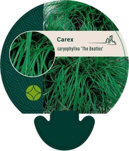 Carex caryophyllea 'the Beatles' geen maat specificatie 0,55L/P9cm - afbeelding 2