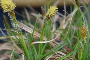 Carex caryophyllea 'the Beatles' geen maat specificatie 0,55L/P9cm - image 1