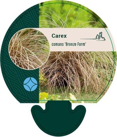 Carex comans 'Bronze Form' geen maat specificatie 0,55L/P9cm - afbeelding 2