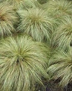 Carex comans 'Frosted Curls' geen maat specificatie 0,55L/P9cm - afbeelding 1