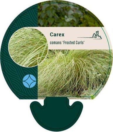 Carex comans 'Frosted Curls' geen maat specificatie 0,55L/P9cm - afbeelding 2