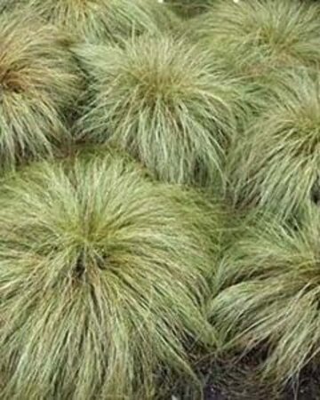 Carex comans 'Frosted Curls' geen maat specificatie 0,55L/P9cm - image 1