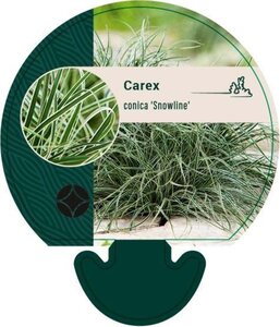 Carex conica 'Snowline' geen maat specificatie 0,55L/P9cm - afbeelding 2