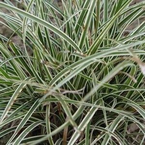 Carex conica 'Snowline' geen maat specificatie 0,55L/P9cm - image 3
