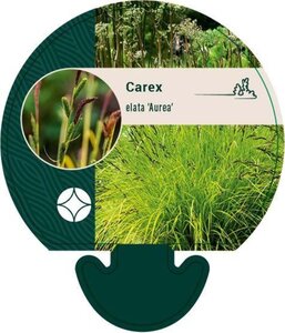 Carex elata 'Aurea' geen maat specificatie 0,55L/P9cm - afbeelding 5
