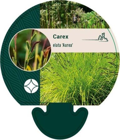 Carex elata 'Aurea' geen maat specificatie 0,55L/P9cm - image 5