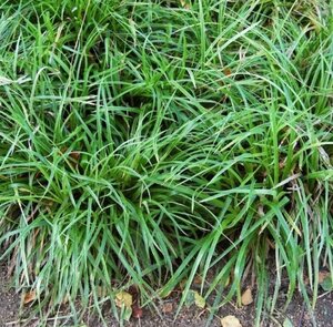 Carex flacca 'Buis' geen maat specificatie 0,55L/P9cm