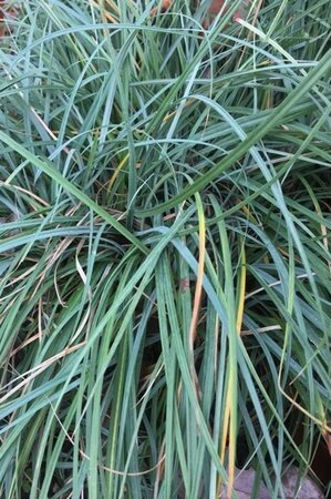 Carex flacca 'Blue Zinger' geen maat specificatie cont. 3,0L