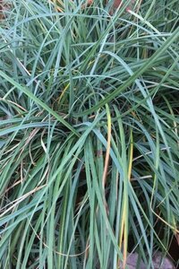 Carex flacca 'Blue Zinger' geen maat specificatie 0,55L/P9cm