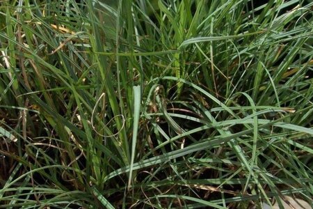 Carex flacca geen maat specificatie 0,55L/P9cm - afbeelding 1