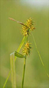 Carex flava geen maat specificatie 0,55L/P9cm - afbeelding 1