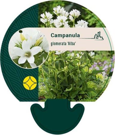 Campanula glom. 'Alba' geen maat specificatie 0,55L/P9cm - afbeelding 2