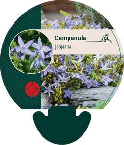 Campanula garganica geen maat specificatie 0,55L/P9cm - afbeelding 2