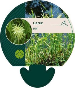 Carex grayi geen maat specificatie 0,55L/P9cm - afbeelding 5